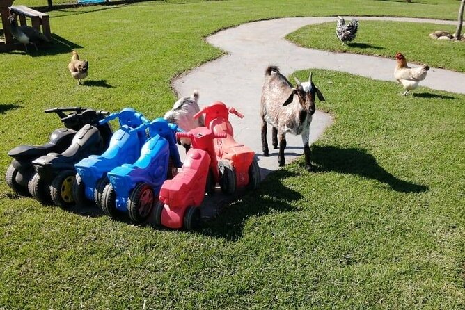 Family Friendly Wine Tour Cape Town - Morning Logistics: Pickup, Timing, and How to Prepare