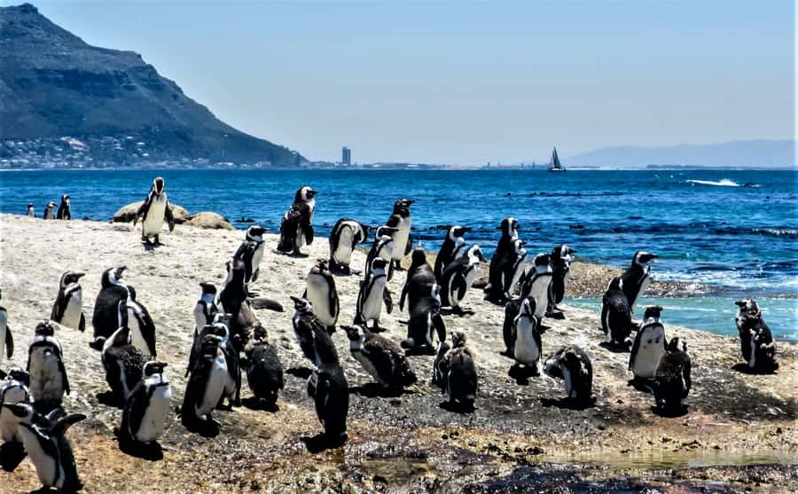 Fascinating Cape Peninsula Experience (private & exclusiv) - Key Reasons This Private Cape Peninsula Day Works