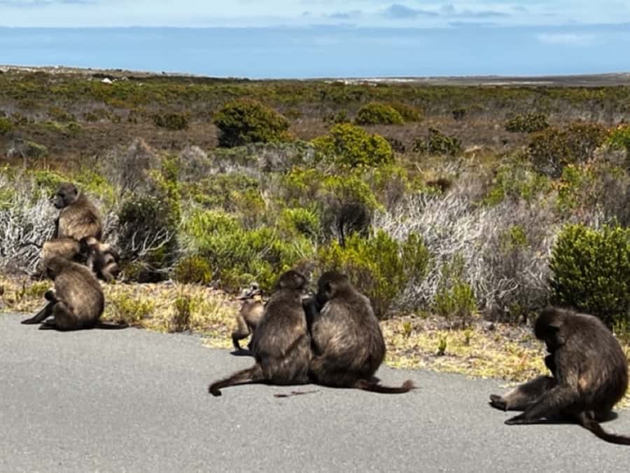 Fascinating Cape Peninsula Experience (private & exclusiv) - Boulders Beach Penguins and Juvenile Seals: Real Wildlife Time