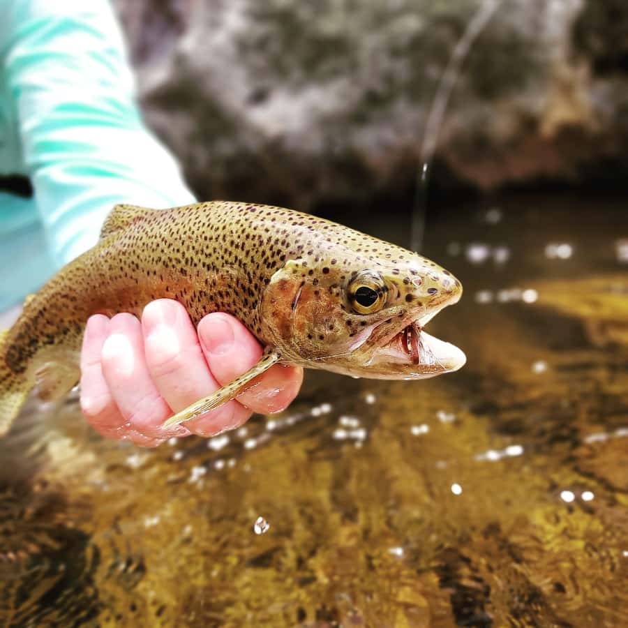 Fly Fishing in Cape Town - Why this Cape Town fly fishing feels different from typical tours