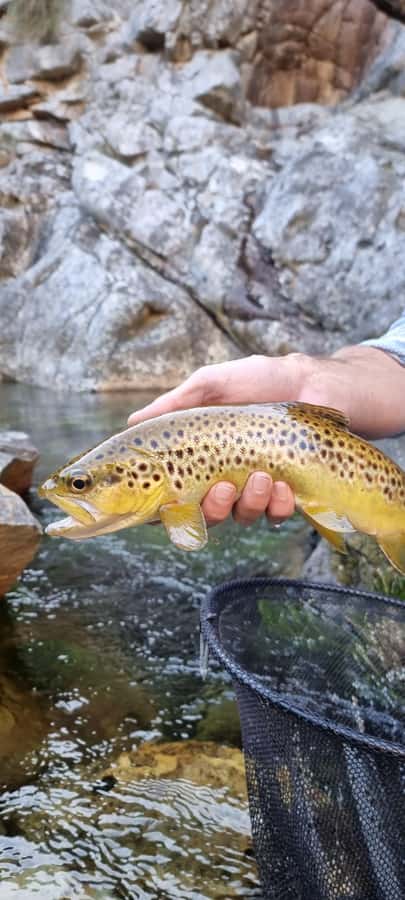 Fly Fishing in Cape Town - What to bring for Cape Town stream fishing success