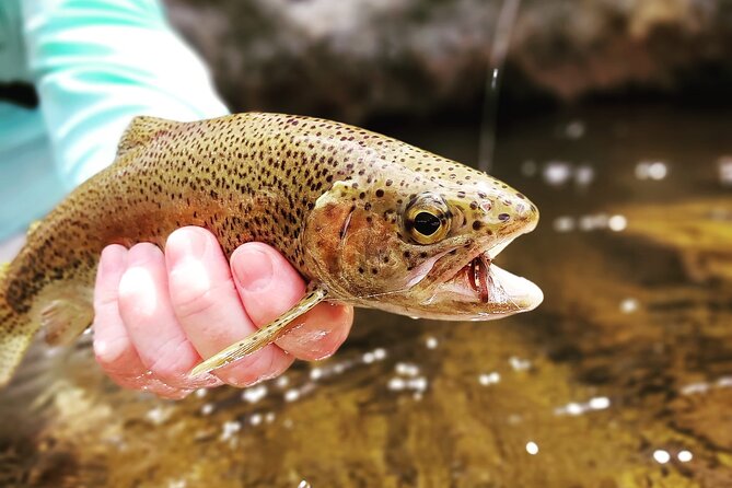 Fly Fishing in Cape Town for Five Hours - Catch-and-Release Plus Photos and Videos: Why Memories Still Count