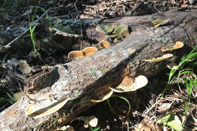 Forest Walk with Picnic and Wildife Tour - What the Guide Teaches on the Trail: Cultural Uses and Jungle Clues