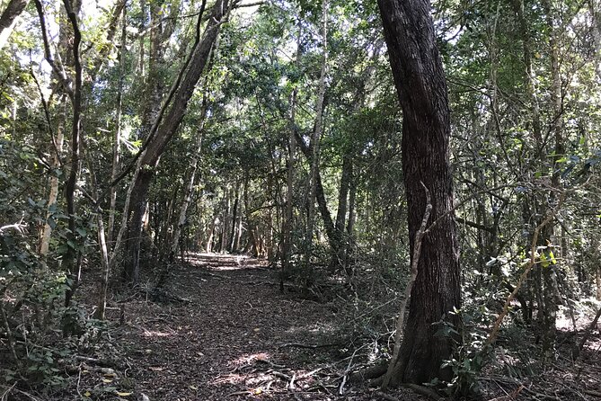 Forest Walk with Picnic and Wildife Tour - Pace, Group Size, and Who This Tour Really Fits