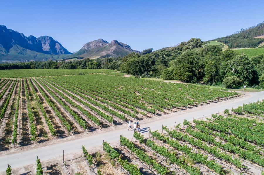 Franschhoek: An enchanting storytelling walk to 3 wine farms - Who this tour suits best, and who should skip it