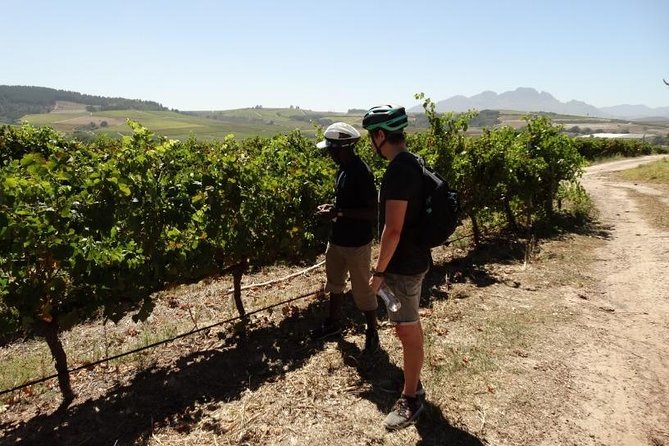 Franschhoek Half Day Winelands Mountain Bike Tour - Price and value: what $79.93 covers