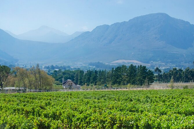 Franschhoek Half Day Winelands Mountain Bike Tour - Guides make the day: what to look for