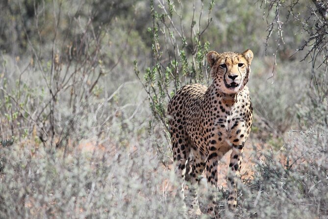 Free Roaming Cheetah Experience - Why Buffelsdrift free roaming cheetahs feel different than a drive-and-hope safari