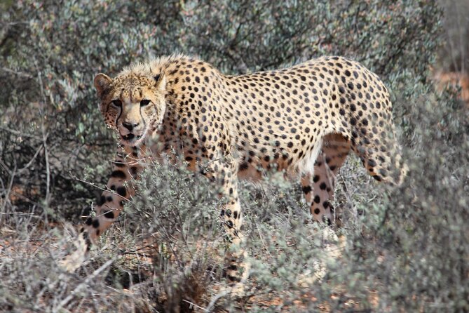Free Roaming Cheetah Experience - Other wildlife you can reasonably expect beyond cheetahs