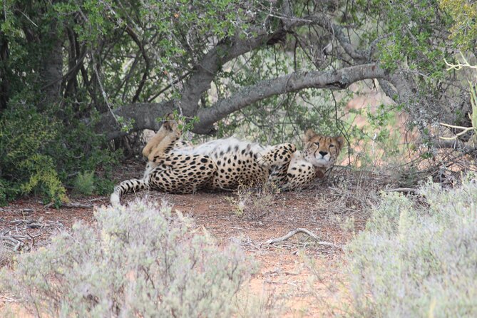 Free Roaming Cheetah Experience - Group size and pace: a short safari with real searching time