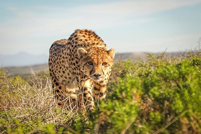 Free Roaming Cheetah Experience - Who this experience suits best (and who should think twice)