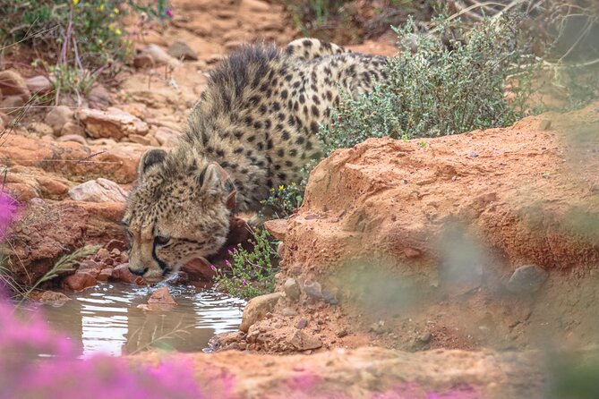 Free Roaming Cheetah Experience - The 8:00 am mini game drive, where you learn to scan like a ranger