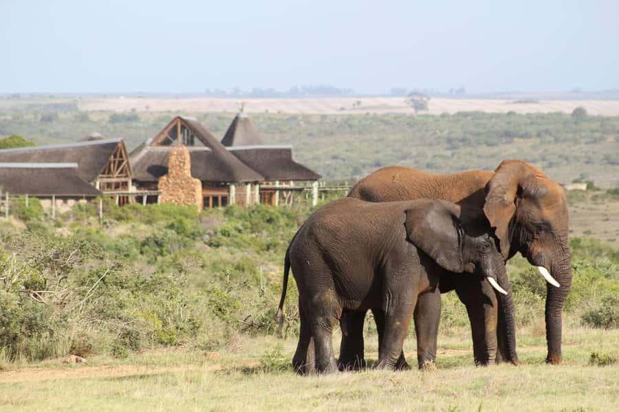 From Cape Town: 2-Day Safari at Garden Route Game Lodge - Garden Route Game Lodge: Wooden Chalets, Real Comfort, and Pool Time