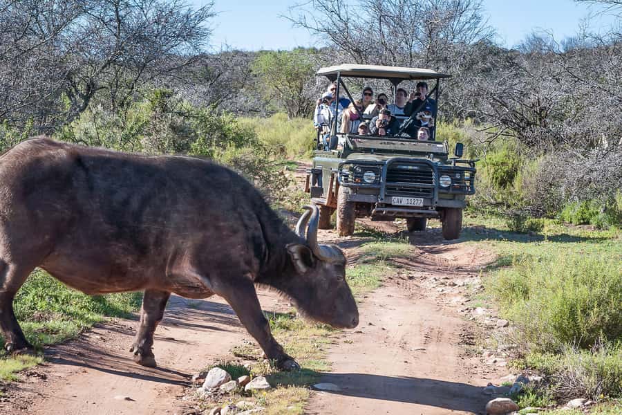 From Cape Town: 3-Day Garden Route Highlights and 4x4 Safari - Day 2 in the Wilderness Region: elephants and river time