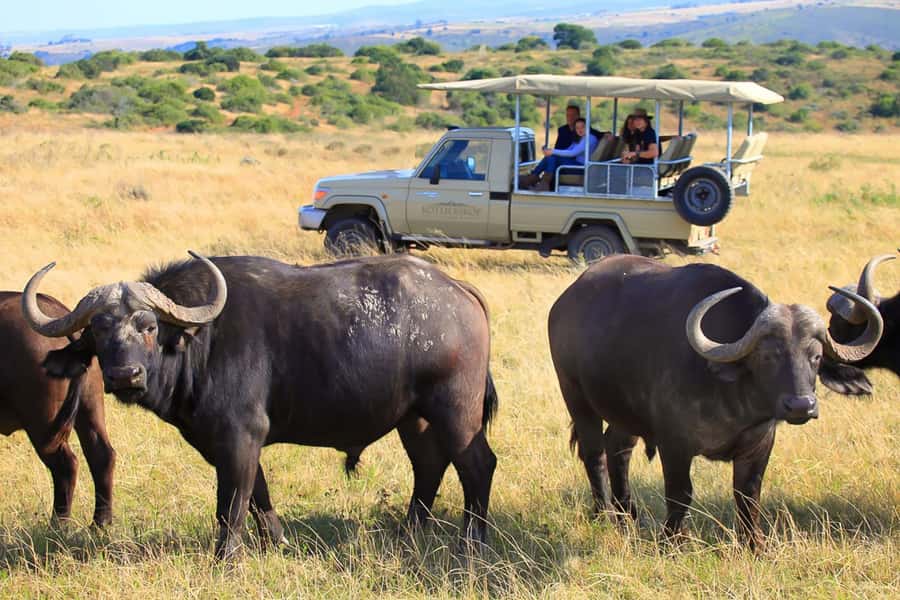 From Cape Town: 3-Day Garden Route Highlights and 4x4 Safari - The driving reality: why the schedule feels intense and when it works
