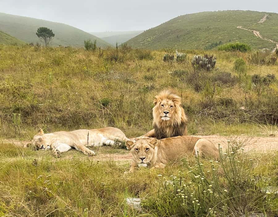 From Cape Town: 3-Day Garden Route Highlights and 4x4 Safari - What you actually pay for: value vs. extras