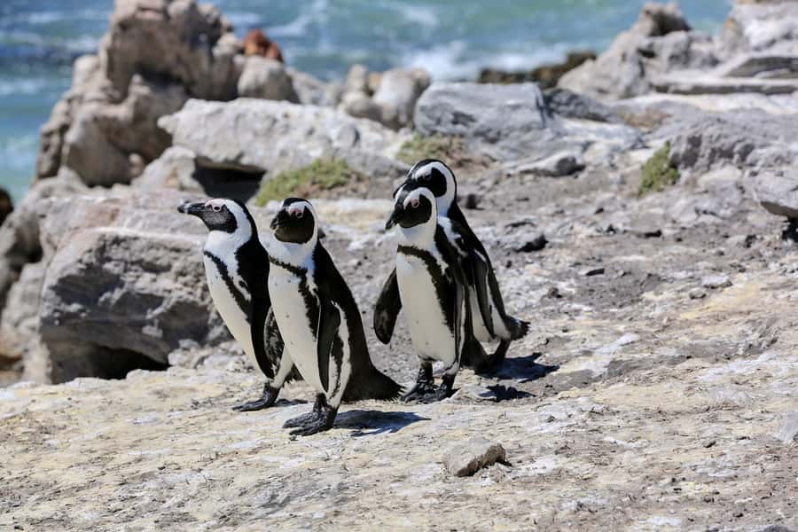 From Cape Town: 3-Day Garden Route Safari and Coastal Tour - Key things that make this tour worth your time