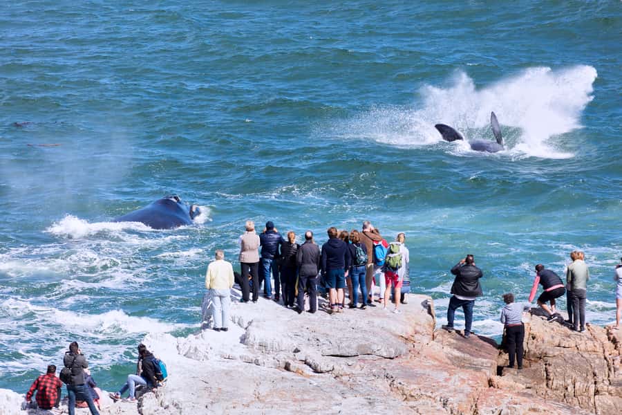 From Cape Town: 3-Day Garden Route Safari and Coastal Tour - Who should book this safari and coastal combo?