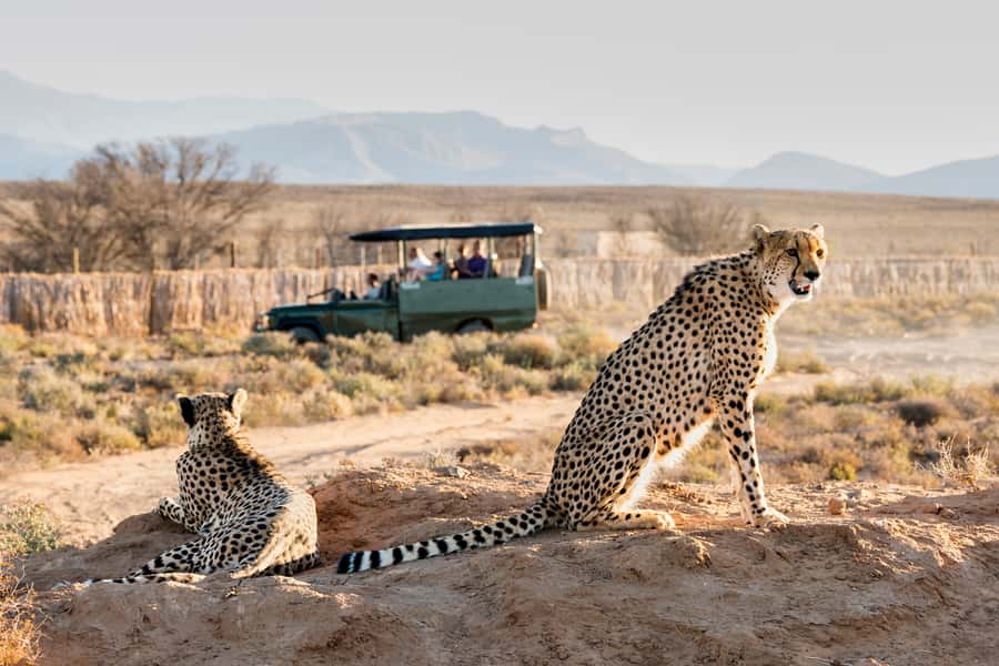 From Cape Town: 3-Day Garden Route Safari and Coastal Tour - Overnight reset at a 4-star guest house: comfort after your first big day