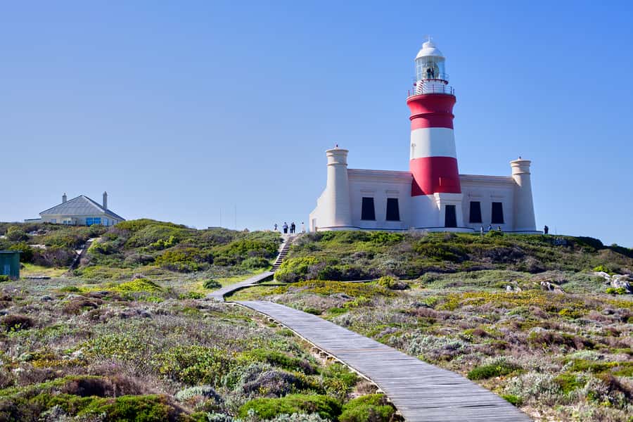 From Cape Town: 3-Day Garden Route Safari and Coastal Tour - Morning safari: second chances at the animals you most want