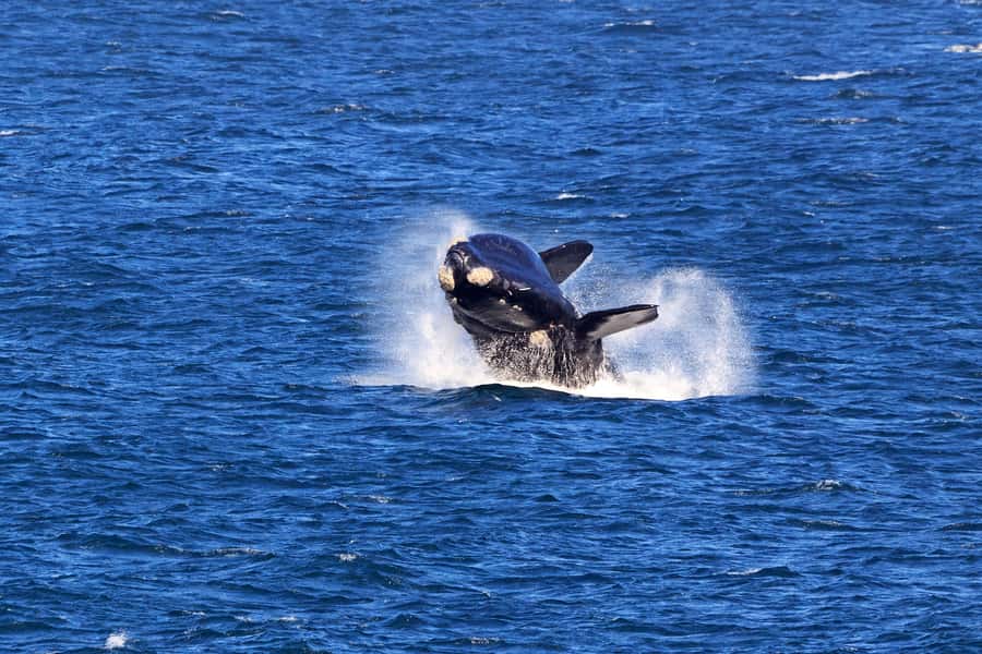 From Cape Town: 3-Day Garden Route Safari and Coastal Tour - Route 62 back to Cape Town plus wine tasting: scenic, but manage your time