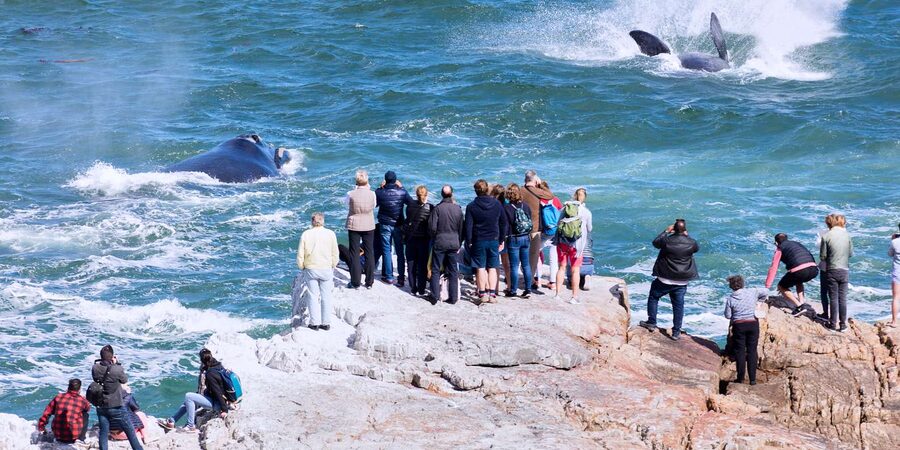From Cape Town: 3-Day Garden Route Safari and Coastal Tour - Guides, small group size, and why that changes the feeling