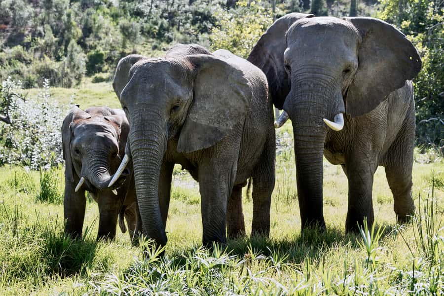 From Cape Town: 3-Day Garden Route Safari and Coastal Tour - Betty’s Bay penguins and Hermanus whale watching: wildlife without the long wait