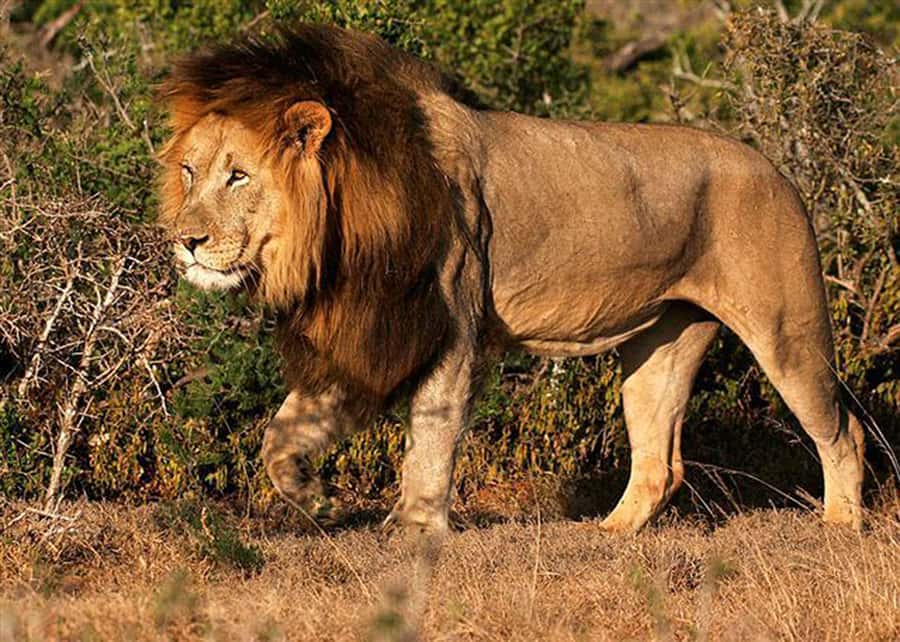 From Cape Town: 5-Day Best of Garden Route and Addo Safari - Accommodation choices: backpackers far from town, comfort, and luxury tradeoffs