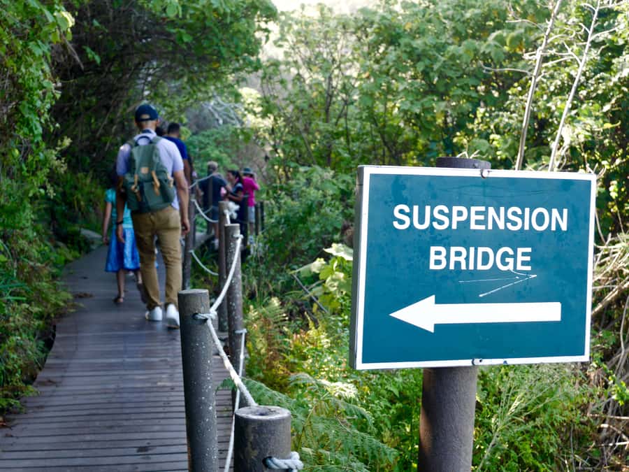 From Cape Town: 5-Day Best of Garden Route and Addo Safari - From Route 62 to Addo, you get a wildlife shortcut