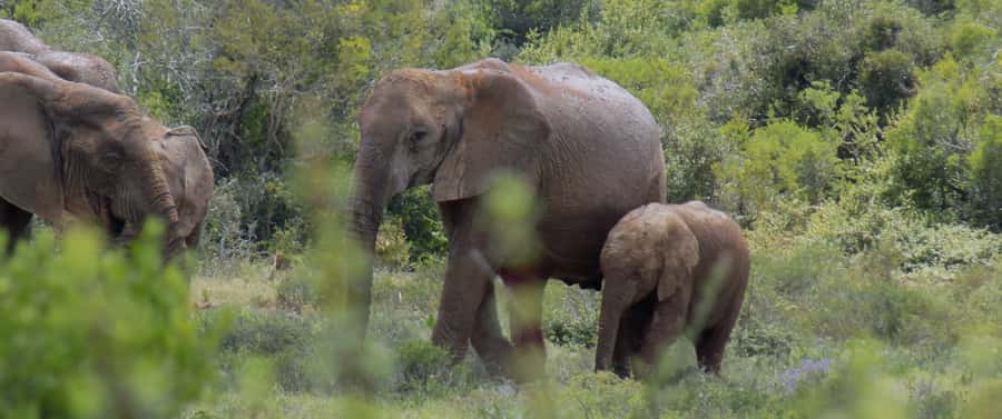 From Cape Town: 5-Day Best of Garden Route and Addo Safari - Addo Elephant National Park: early game drive and the Big Five odds