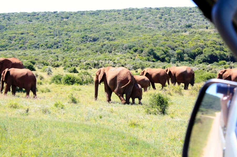 From Cape Town: 5-Day Best of Garden Route and Addo Safari - Day 1: Route 62 wine route to Oudtshoorn, then settle in