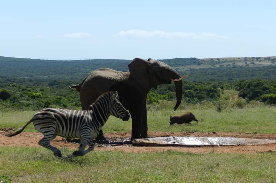 From Cape Town: 5-Day Garden Route & Addo Elephant Park Tour - Why this Garden Route plus Addo combo works
