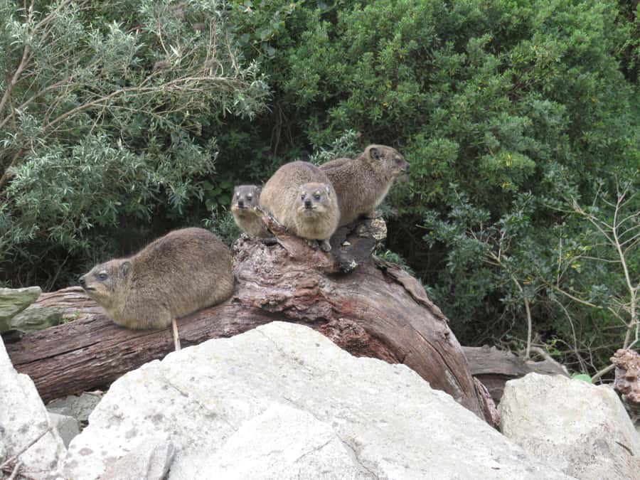 From Cape Town: 5-Day Garden Route & Addo Elephant Park Tour - Day 3: Tsitsikamma hanging bridge plus Addo elephants