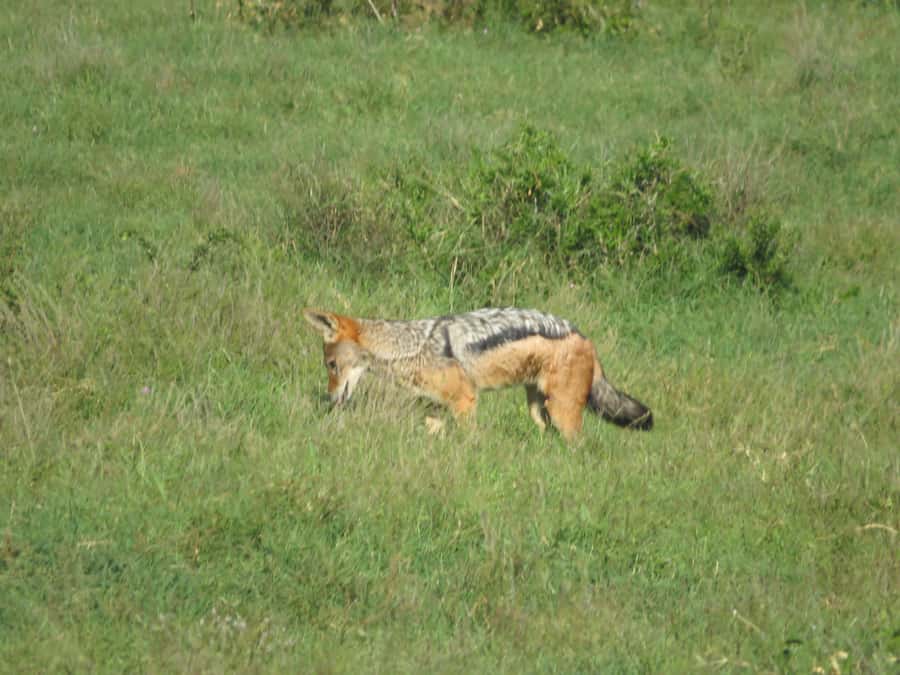 From Cape Town: 5-Day Garden Route & Addo Elephant Park Tour - Meals, drinks, and the small budget surprises to plan for