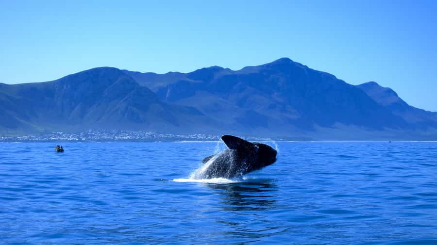 From Cape Town: 5-Day Garden Route & Addo Elephant Park Tour - Day 1: Cape Town to Oudtshoorn, caves and ostriches