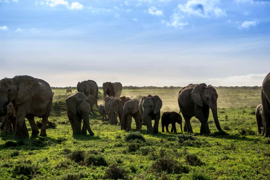 From Cape Town: 7-Day Garden Route, Addo and Winelands Combo - Should you book this Cape Town to Addo and Garden Route combo?