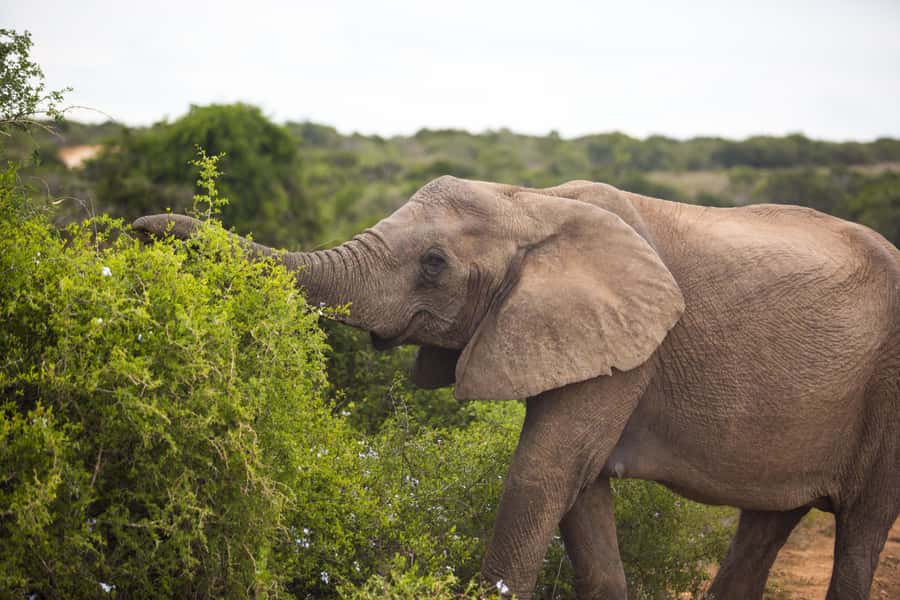 From Cape Town: 7-Day Garden Route, Addo and Winelands Combo - Addo Elephant National Park game drives: elephants, Big 5 odds, and how to make it count