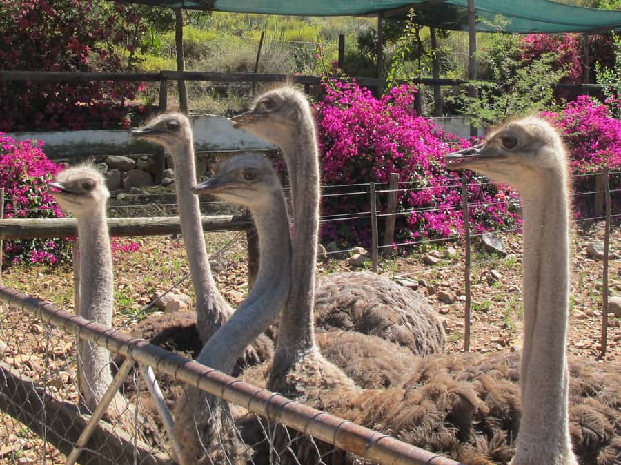 From Cape Town: 7-Day Garden Route, Addo and Winelands Combo - Jeffrey’s Bay to Wilderness: beach reset, Tsitsikamma entry, and the adrenaline options