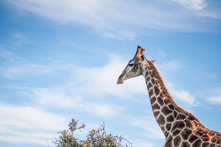 From Cape Town: 7-Day Garden Route, Addo and Winelands Combo - Where this tour fits best, and where it might not