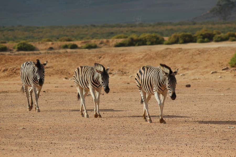 From Cape Town: Aquila Game Reserve Safari Tour with Lunch - The 3-Hour Open-Vehicle Game Drive: Lions, Elephants, Rhinos, Buffalo, Leopards