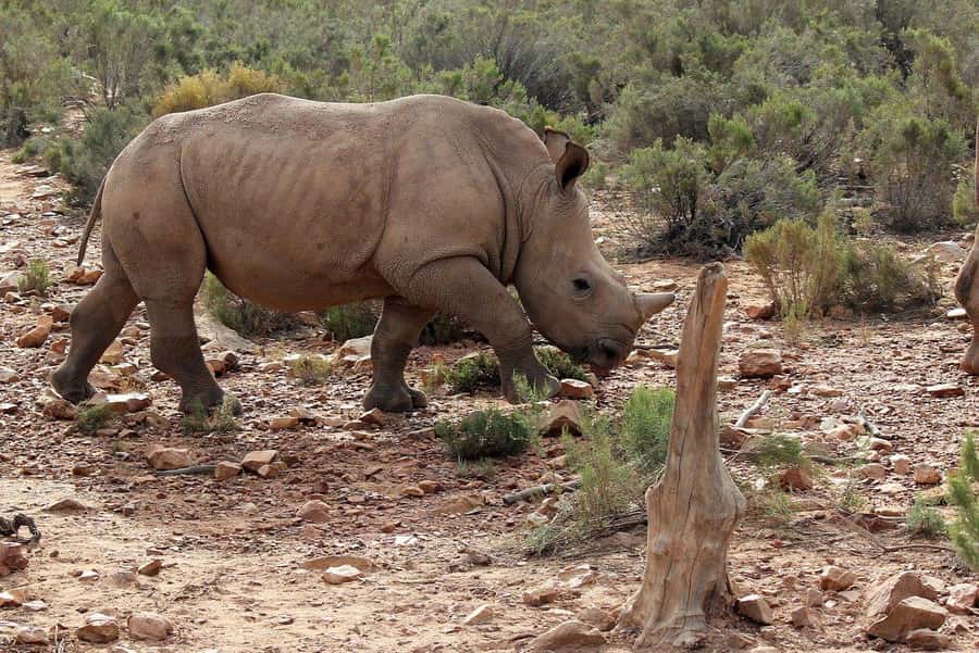 From Cape Town: Aquila Game Reserve Safari Tour with Lunch - Time on Safari Versus Time in Transit (And How to Use It Well)