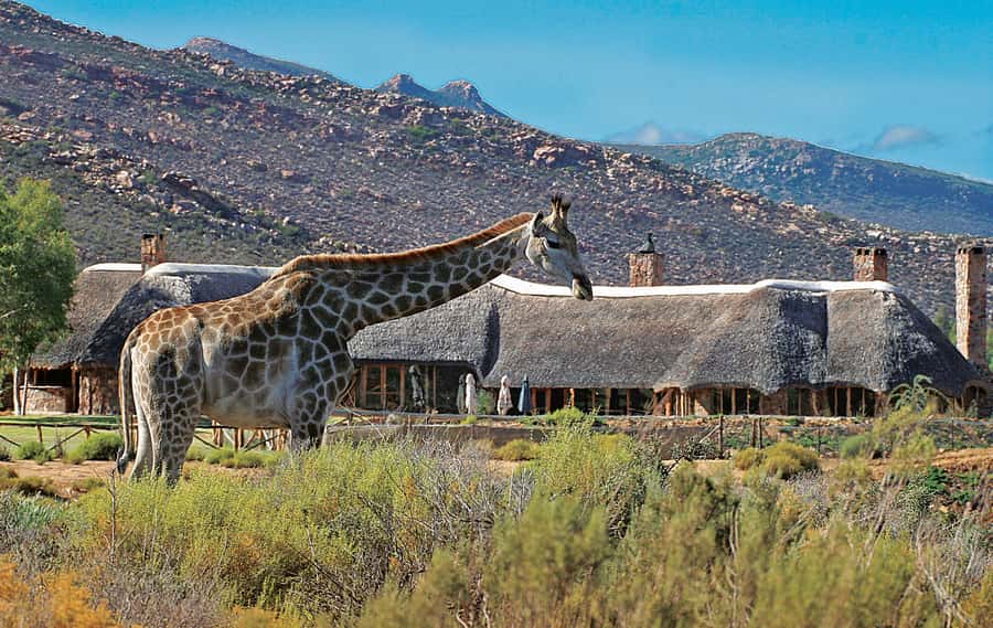 From Cape Town: Aquila Game Reserve Safari Tour with Lunch - Who This Tour Fits Best (and Who Might Be Happier Elsewhere)