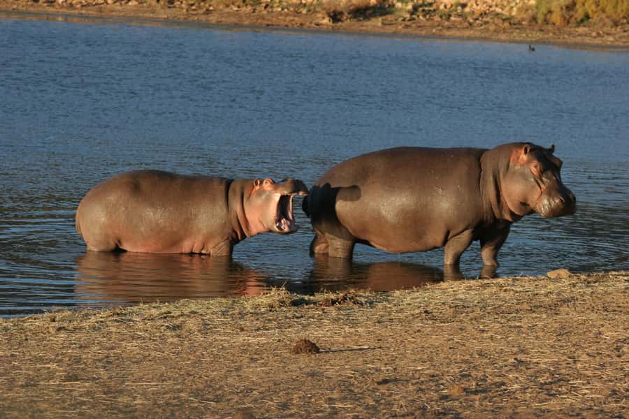 From Cape Town: Aquila Game Reserve Safari Tour with Lunch - Should You Book Aquila From Cape Town?