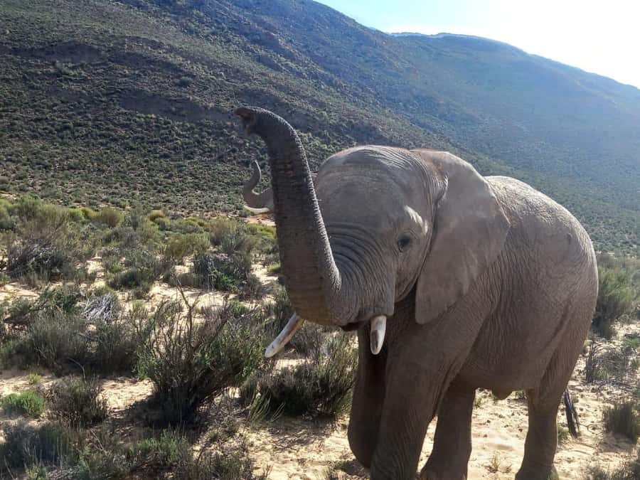 From Cape Town: Aquila Game Reserve Safari Tour with Lunch - Hotel Pickup and the N1 Ride Through Cape Winelands Scenery