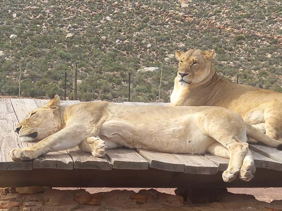 From Cape Town: Aquila Game Reserve Sunset Game Drive - Key things you’ll notice on this Aquila sunset game drive