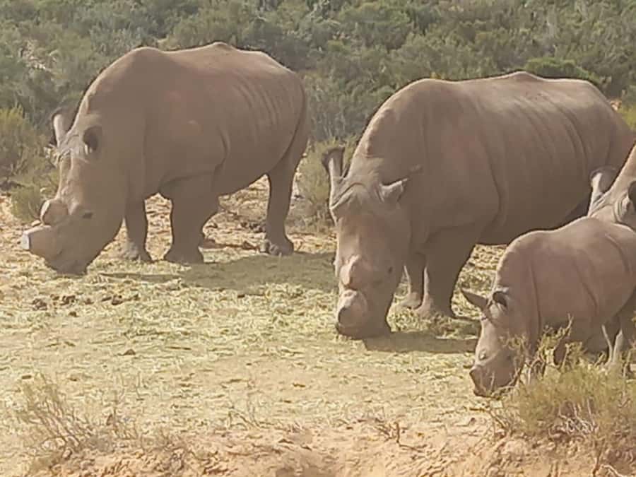 From Cape Town: Aquila Game Reserve Sunset Game Drive - Cape Town to Aquila at sunset, the timing that matters