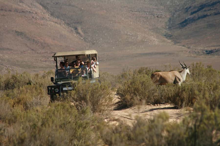 From Cape Town: Big Five Game Reserve with Lunch - Key takeaways before you go
