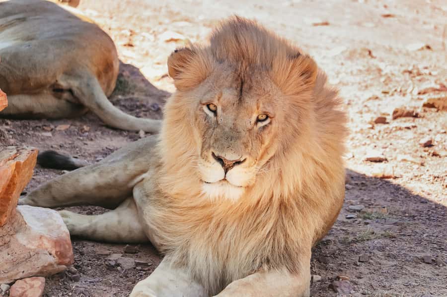 From Cape Town: Big Five Game Reserve with Lunch - Who should book this Big Five day trip, and who should skip it