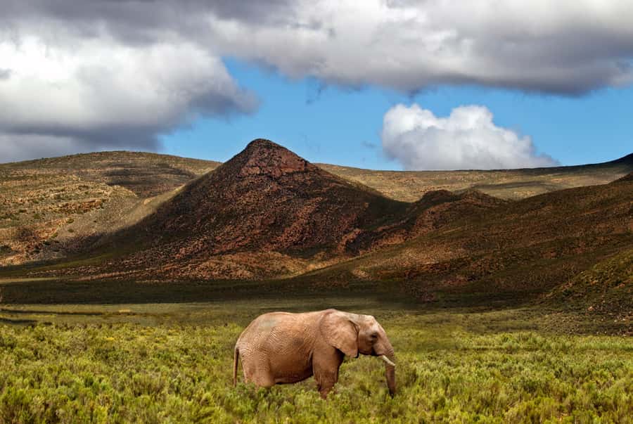 From Cape Town: Big Five Game Reserve with Lunch - The open-vehicle game drive: where your Big Five odds come from