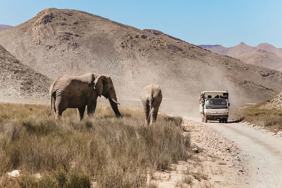 From Cape Town: Big Five Game Reserve with Lunch - Lunch at the Aquila lodge: the fuel stop that keeps the day enjoyable